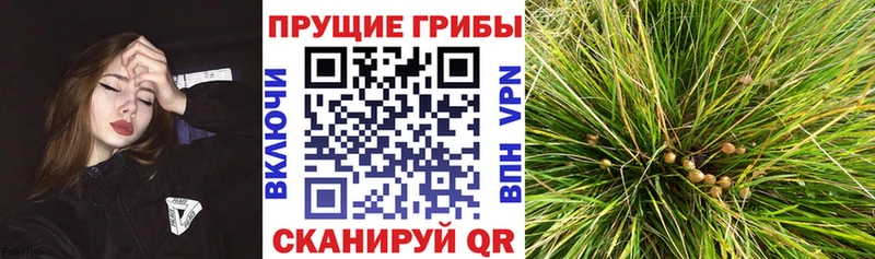 Галлюциногенные грибы Cubensis  mega ссылки  Володарск 